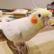 こたろう
