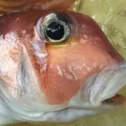 Ma☆Kuの画像