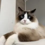 さいとうの画像