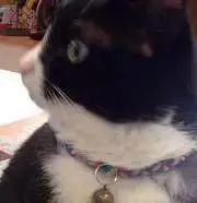 さつきちゃんの画像