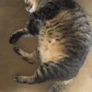 w'_'wの画像