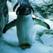 ペンギンの画像