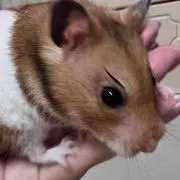 ぽちょん堂(*´꒳`*)