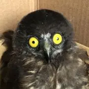 ミワルクの画像