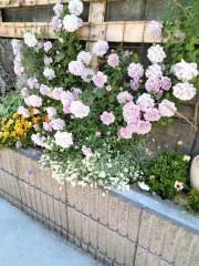 お花屋さんになりたいの画像