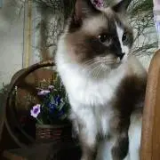 ちょこ