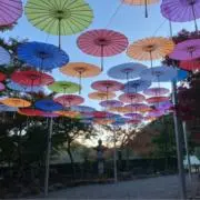 つむの画像