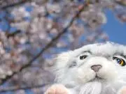 あお林檎の画像