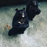 クマさん