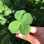 チョコ