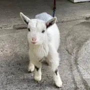 パクチーの画像