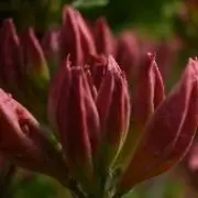 セイの画像