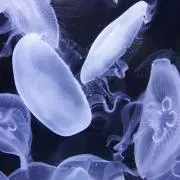Takの画像
