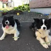 ひまわりの画像