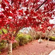 NJ@の画像