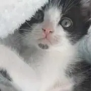 なおこの画像