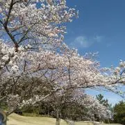 たま