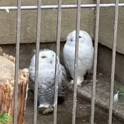 ツミキの画像