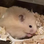 マサキチ