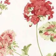 cherryの画像