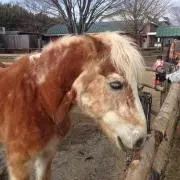 たかじん