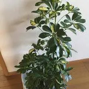 リトルマーメイド プロフ必読❗️の画像
