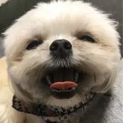 こまめの画像