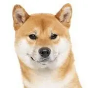 シバイヌの画像
