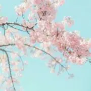 きゃん(プロフ要確認)の画像