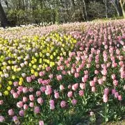 A,sakuraの画像