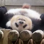 しゃんしゃんの画像