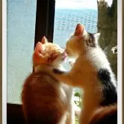 LOVE8177の画像