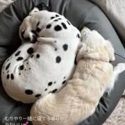 ぱるちゃん♡の画像