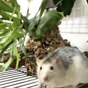 さきの画像