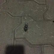 あの画像