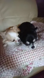 ひかり