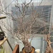 なおの画像