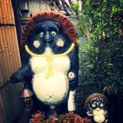 たぬきさんの画像