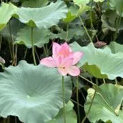 MA@の画像