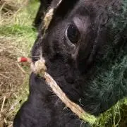 獅子丸