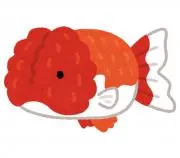 ぶぅ・らんちゅうの画像