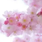 RIN プロフ見て✋土日発送お休みの画像