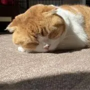 にゃんまお（=^x^=)の画像