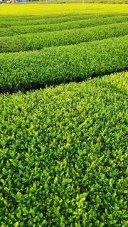 茶畑(ちゃばたけ)の画像