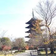 sugi