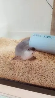 信州の画像
