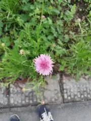 わたちゃこの画像