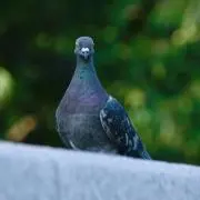 かい