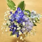 Chamoの画像