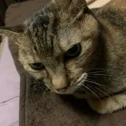 にゃんこ